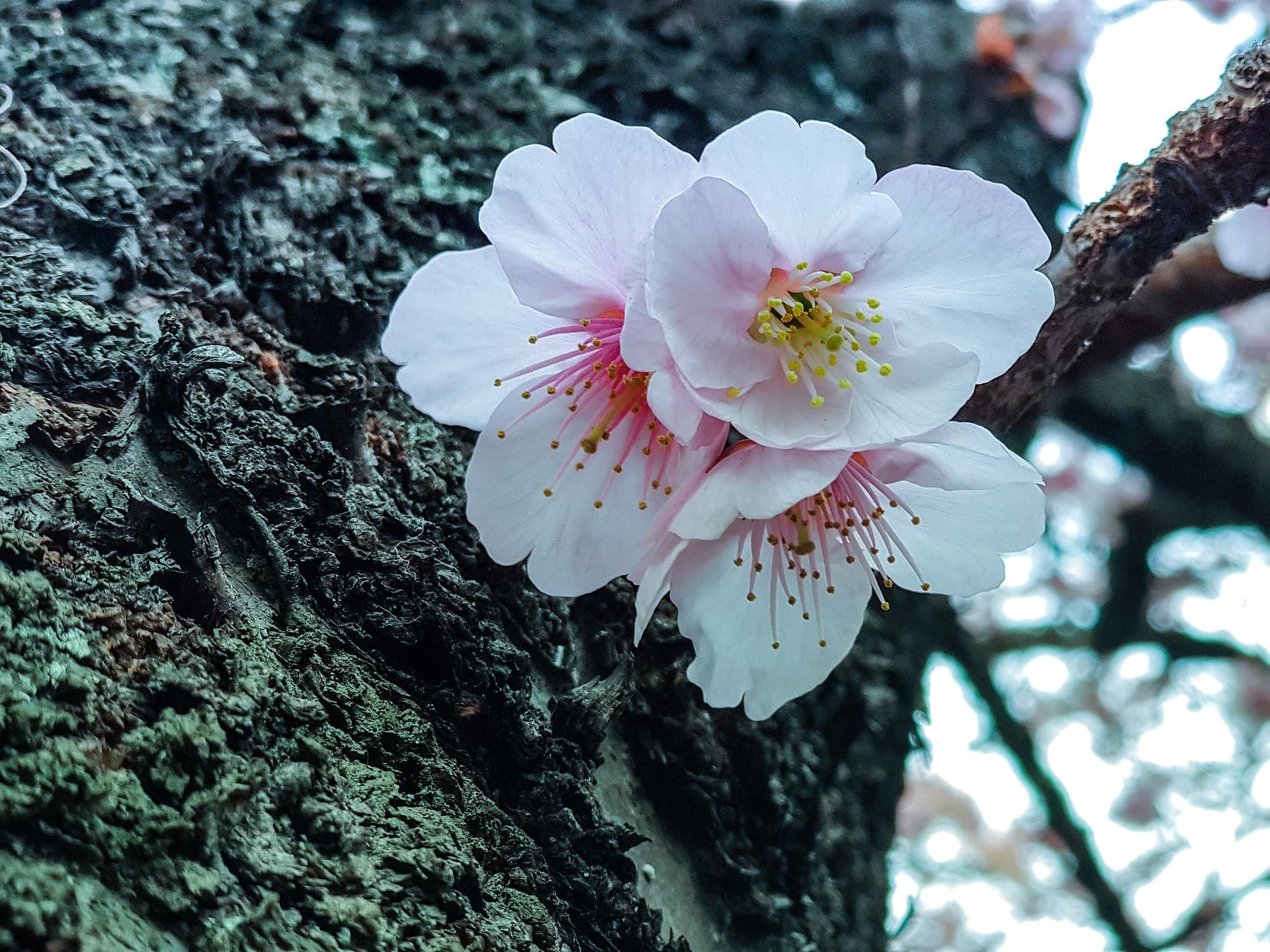 Nature
